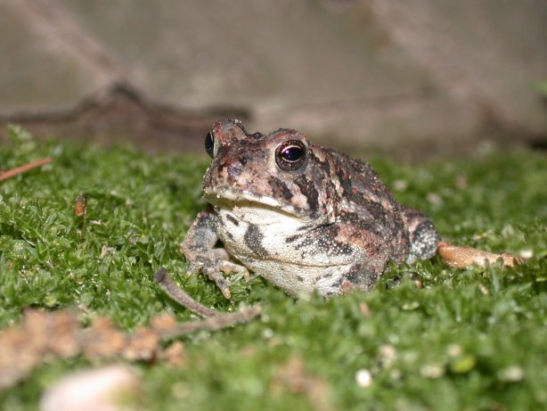toadie