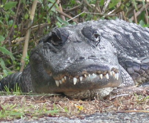 Everglades FL