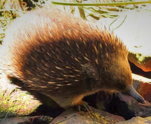Australia
