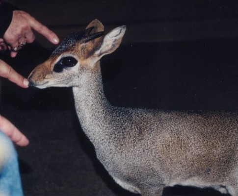 Kangaroo Conservation Center – Dawsonville GA